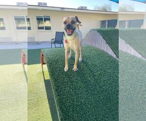 Pug-Unknown Mix Dogs for adoption in Tempe , AZ, USA