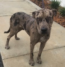 Catahoula Leopard Dog-Unknown Mix Dogs for adoption in Sanford, FL, USA