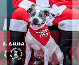 American Pit Bull Terrier-Unknown Mix Dogs for adoption in Omaha, NE, USA