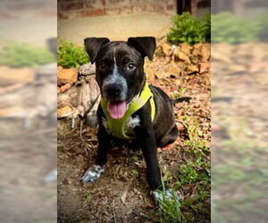 Labrador Retriever-Unknown Mix Dogs for adoption in Pleasanton, TX, USA