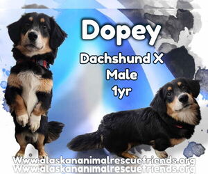 Dorgi Dogs for adoption in Anchorage, AK, USA