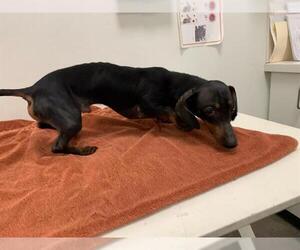 Dachshund Dogs for adoption in Berkeley , CA, USA