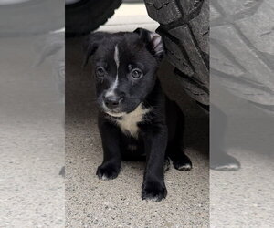 Borador Dogs for adoption in Clarkston, MI, USA