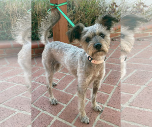 Poodle (Toy)-Unknown Mix Dogs for adoption in Santa Clarita, CA, USA