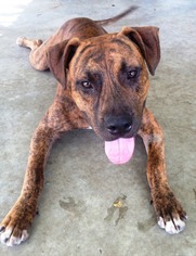 Boxer-Plott Hound Mix Dogs for adoption in DeLand, FL, USA