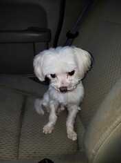 Maltese Dogs for adoption in Middletown, MD, USA