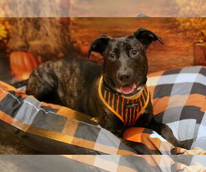 American Pit Bull Terrier-Unknown Mix Dogs for adoption in Yuba City, CA, USA