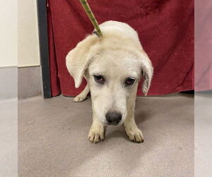 Great Pyrenees-Unknown Mix Dogs for adoption in Modesto, CA, USA