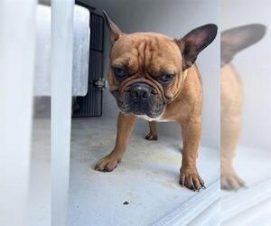 French Bulldog Dogs for adoption in Houston, TX, USA