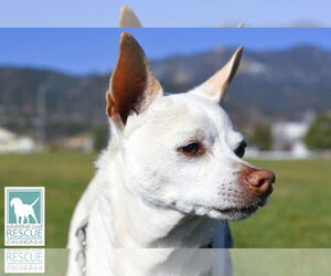 Chihuahua-Unknown Mix Dogs for adoption in Carlsbad, CA, USA