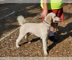 Poodle (Standard) Dogs for adoption in Grantville, PA, USA