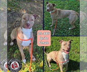 American Pit Bull Terrier-Unknown Mix Dogs for adoption in Georgetown, KY, USA