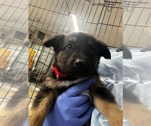 Collie-Unknown Mix Dogs for adoption in Calgary, Alberta, Canada