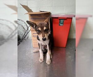 Siberian Husky-Unknown Mix Dogs for adoption in Stockton, CA, USA