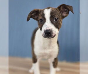 American Pit Bull Terrier-Border Collie Mix Dogs for adoption in Lakewood, CO, USA