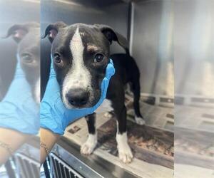 Mutt Dogs for adoption in San Antonio, TX, USA