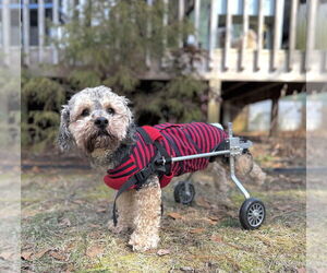 Poodle (Miniature)-Unknown Mix Dogs for adoption in Raleigh, NC, USA