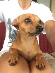 Chiweenie Dogs for adoption in Kaplan, LA, USA