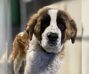 Saint Bernard Dogs for adoption in Vail, AZ, USA