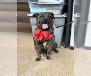 Pug-Unknown Mix Dogs for adoption in FRAMINGHAM, MA, USA