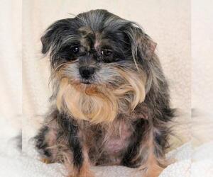 Affenpinscher Dogs for adoption in Bon Carbo, CO, USA
