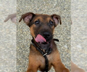 Labrador Retriever-Unknown Mix Dogs for adoption in Palmetto, FL, USA