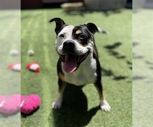 American Pit Bull Terrier Dogs for adoption in San Francisco, CA, USA