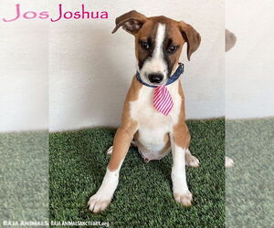 Bull Terrier-Unknown Mix Dogs for adoption in San Diego, CA, USA