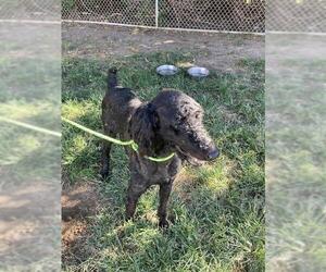 Poodle (Standard) Dogs for adoption in Modesto, CA, USA
