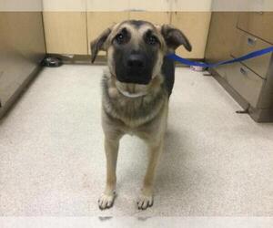 German Shepherd Dog Dogs for adoption in Riverside, CA, USA