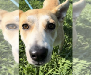 Huskies -Unknown Mix Dogs for adoption in Thomasville, NC, USA