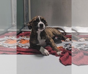 Boxer-Unknown Mix Dogs for adoption in Woodbury, NY, USA