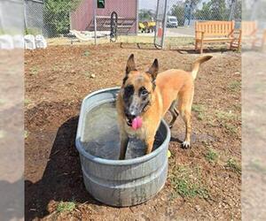 German Shepherd Dog-Unknown Mix Dogs for adoption in Denver, CO, USA