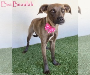 Boxador Dogs for adoption in San Diego, CA, USA