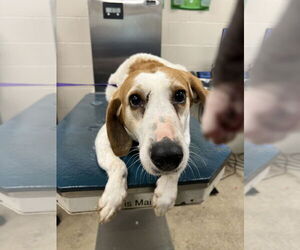 Beagle Dogs for adoption in Mobile, AL, USA
