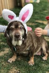 Small Dachshund Mix