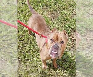 Bulldog-Unknown Mix Dogs for adoption in Fort Lauderdale, FL, USA