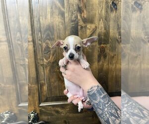 Rat Terrier Dogs for adoption in Chico, CA, USA
