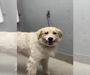 Great Pyrenees-Unknown Mix Dogs for adoption in Las Vegas, NV, USA