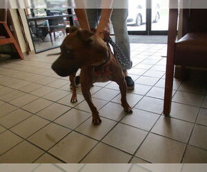 American Pit Bull Terrier Dogs for adoption in Ocala, FL, USA