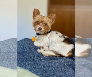 Mutt Dogs for adoption in Bellevue, WA, USA