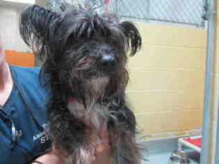 Cairn Terrier Dogs for adoption in Tulsa, OK, USA