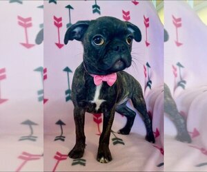 Boston Terrier Dogs for adoption in Menifee, CA, USA