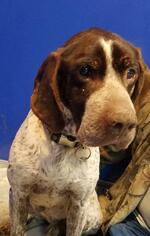 German Shorthaired Pointer Dogs for adoption in Walnutport, PA, USA