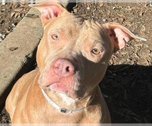 Mutt Dogs for adoption in Martinez, CA, USA