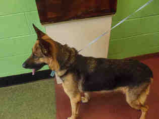 German Shepherd Dog Dogs for adoption in Murfreesboro, TN, USA