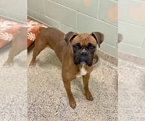 Boxer Dogs for adoption in Austin, TX, USA
