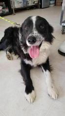 Australian Shepherd Dogs for adoption in Freeport, FL, USA