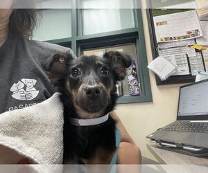 Doberman Pinscher-Unknown Mix Dogs for adoption in Pasadena, CA, USA