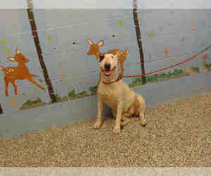 Bull Terrier Dogs for adoption in San Bernardino, CA, USA